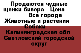 Продаются чудные щенки бивера › Цена ­ 25 000 - Все города Животные и растения » Собаки   . Калининградская обл.,Светловский городской округ 
